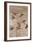 Brown Frame