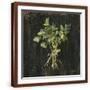 Brown Frame