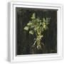 White Frame
