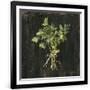 Gramercy Black