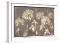 White Frame