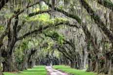 Plantation Road-Daniel Burt-Photographic Print