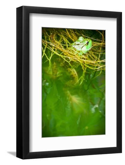 Premium Photographic Print, , large