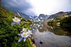 Alpine Plant the Snow King in Early Spring-Daniel Gambino-Photographic Print