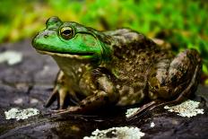 Bull Frog Waiting in the Weeds. Connecticut Pond-Daniel Gambino-Photographic Print