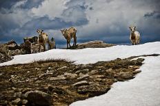 Three Young Sheep on Mt Evans, Colorado Playing in the Snow-Daniel Gambino-Photographic Print