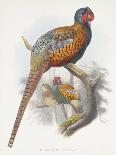 Phadianidae. Argusianus Grayli, 1870-1872-Daniel Girard Elliot-Giclee Print