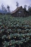 Farm Building In Bromo-Tengger-Semeru National Park, Java, Indonesia-Daniel Gomez-Photographic Print