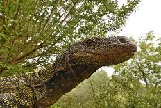 West African tree viper (Atheris chlorechis) on branch Togo. Controlled conditions-Daniel Heuclin-Photographic Print