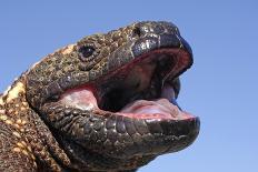 Crocodile monitor (Varanus salvadorii) portrait, captive, occurs in New Guinea-Daniel Heuclin-Photographic Print