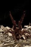 Gila monster (Heloderma suspectum) Arizona, USA. Captive.-Daniel Heuclin-Photographic Print