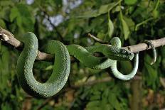 West African tree viper (Atheris chlorechis) on branch Togo. Controlled conditions-Daniel Heuclin-Photographic Print