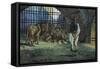 Daniel in the Lions Den-James Tissot-Framed Stretched Canvas