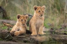 Little lion cubs-Daniel Katz-Mounted Photographic Print