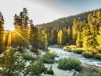 Shining Light In Sequoia National Park-Daniel Kuras-Photographic Print