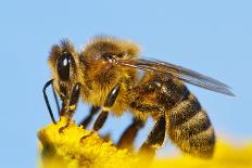 Detail Of Honeybee-Daniel Prudek-Framed Photographic Print