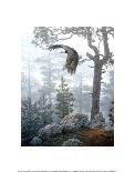 Shrouded Forest-Daniel Smith-Mounted Art Print