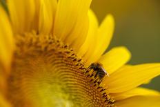 Italy, Friuli Venezia Giulia, Bee on a Sunflower-Daniele Pantanali-Framed Stretched Canvas