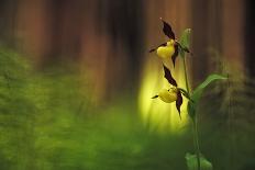 Italy, Friuli Venezia Giulia , Lady's Slipper (Slipper Orchid)-Daniele Pantanali-Photographic Print