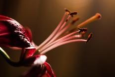 Close Up of Pink Lily. Selective Focus-Daniil Belyay-Framed Photographic Print