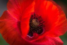 Close Up of Pink Lily. Selective Focus-Daniil Belyay-Framed Photographic Print