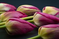 Tulip Flower - Macro Photo-Daniil Belyay-Photographic Print