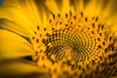 Close-Up of Dandelion Seed-Daniil Belyay-Mounted Photographic Print