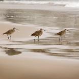 Shore Birds I-Danita Delimont-Photo