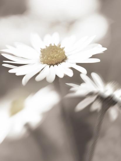 Photo, , large
