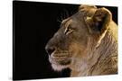 Stretched Canvas