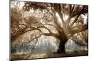 Wood Mount