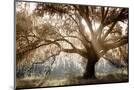 Wood Mount