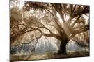 Wood Mount