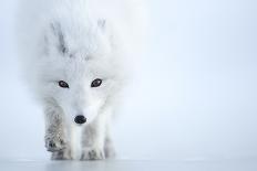 Arctic fox (Alopex lagopus) in snow. Svalbard, Norway. April-Danny Green-Photographic Print