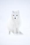 Arctic fox in winter pelage, camouflaged, Svalbard, Norway-Danny Green-Photographic Print