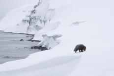 Polar bear male walking through snowy landscape, Svalbard-Danny Green-Photographic Print
