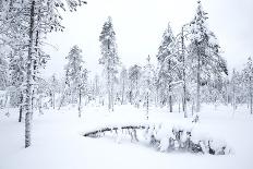 Coniferous forest in winter snow, Utsjoki, Finland, February-Danny Green-Photographic Print