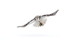 Hawk owl (Surnia ulula) in flight, Finland. March-Danny Green-Photographic Print