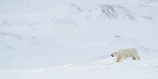 Arctic fox camouflaged in winter pelage. Svalbard, Norway-Danny Green-Photographic Print