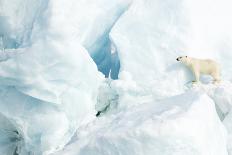 Polar bear male walking through snowy landscape, Svalbard-Danny Green-Photographic Print