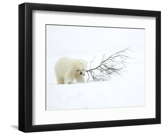 Premium Photographic Print, , large