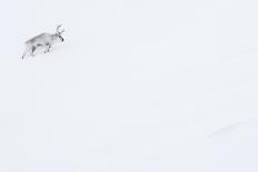 Arctic fox in winter pelage, camouflaged, Svalbard, Norway-Danny Green-Photographic Print