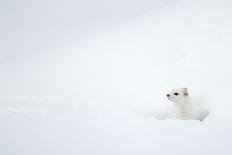 Arctic fox walking on coastal cliffs in snow, Iceland-Danny Green-Photographic Print