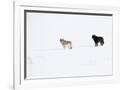 Gramercy White