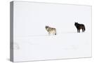 Stretched Canvas