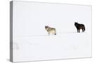 Stretched Canvas