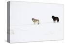 Stretched Canvas