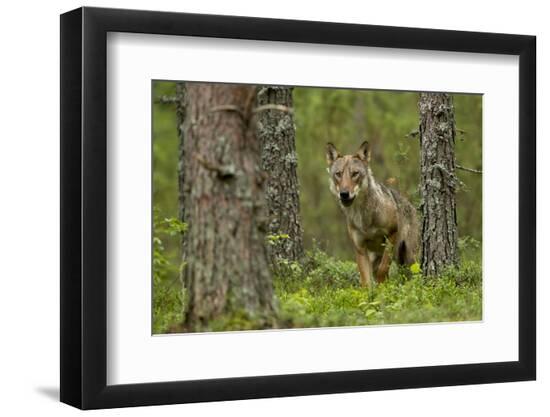 Premium Photographic Print, , large