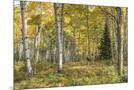 Wood Mount