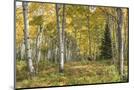Wood Mount